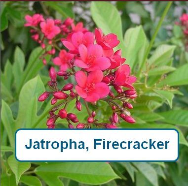 Jatropha, Firecracker