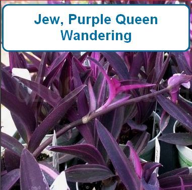 Jew, Purple Queen