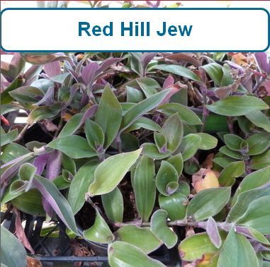 Jew, Red Hill