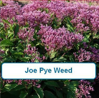 Joe Pye Weed