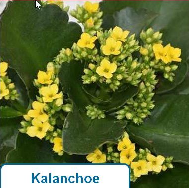 Kalanchoe, yellow