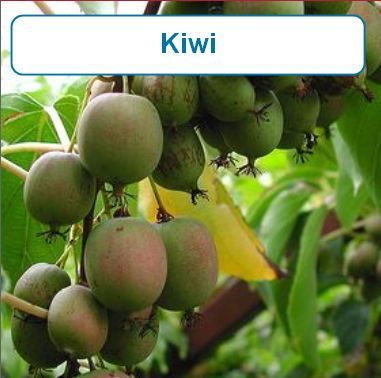 Kiwi