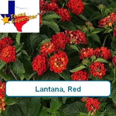 Lantana, Red