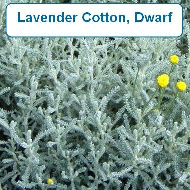Lavender Cotton, dwarf