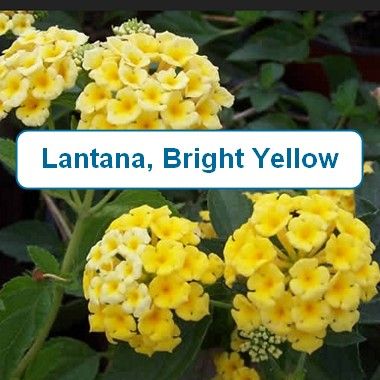 Lantana, Bright Yellow