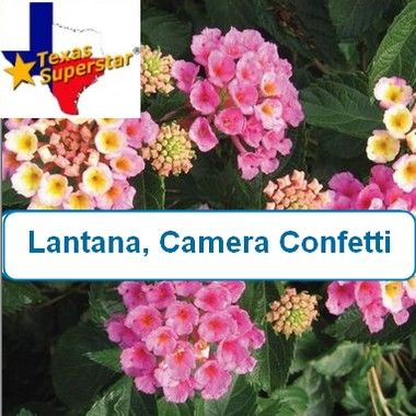Lantana, Camara Confetti