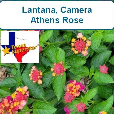 Lantana, Camera Athens Rose