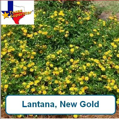 Lantana, New Gold