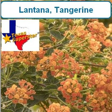 Lantana, Tangerine