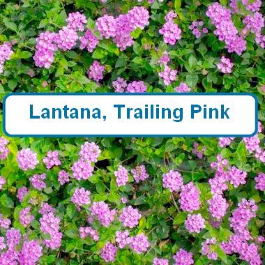 Lantana, Trailing Pink