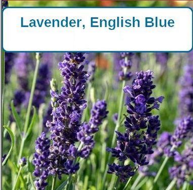 Lavender, English Blue