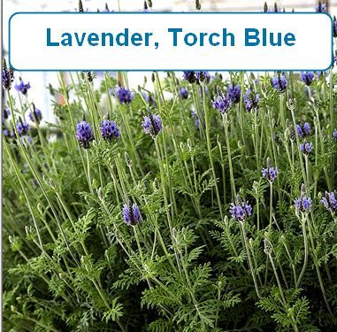 Lavender, Torch Blue Fernleaf