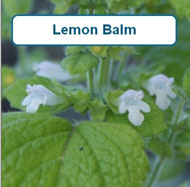 Lemon Balm