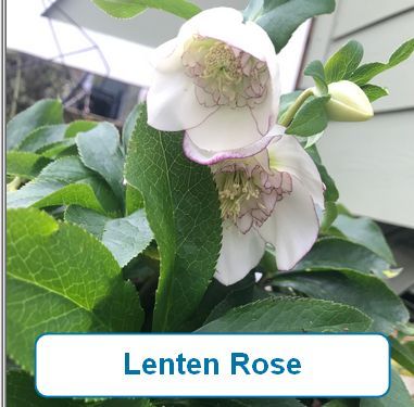 Lenten Rose