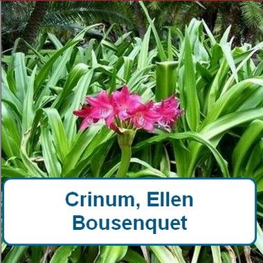 Lily, Crinum, Ellen Bosanquet
