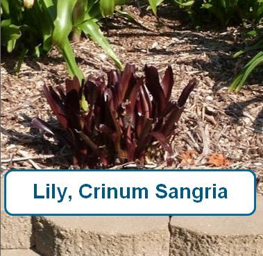 Lily, Crinum, Sangri