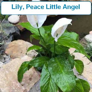 Lily, Peace Little Angel