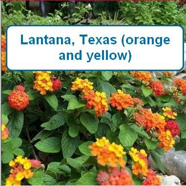 Lantana, Texas(orange and Yellow)