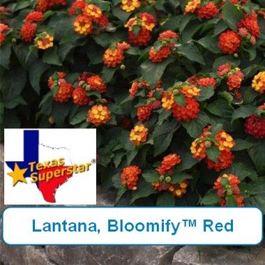 Lantana, Bloomify Red