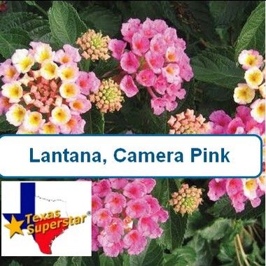 Lantana, Camara, Pink, Yellow