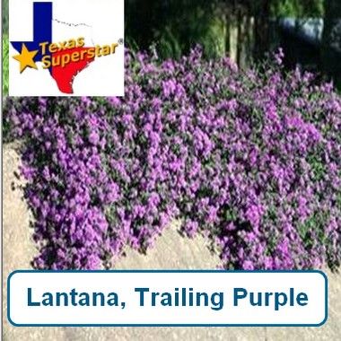 Lantana, Trailing purple