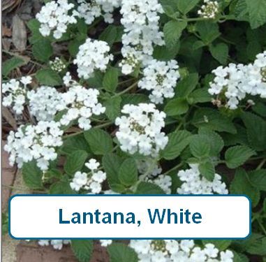 Lantana, Trailing White