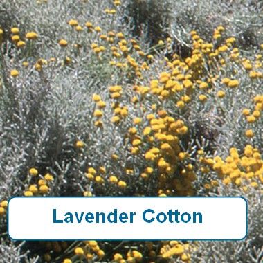 Lavender Cotton