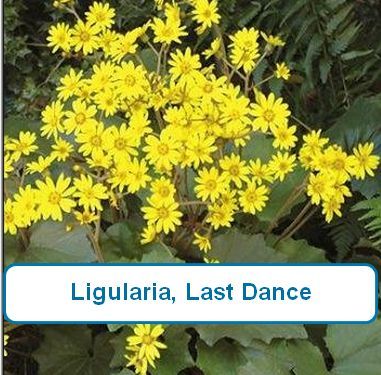 Ligularia, Last Dance
