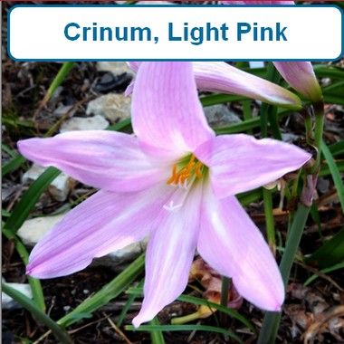 Lily, Crinum, Light Pink