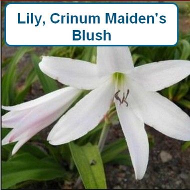Lily, Crinum, Maidens Blush