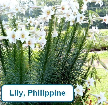 Lily, Philippine