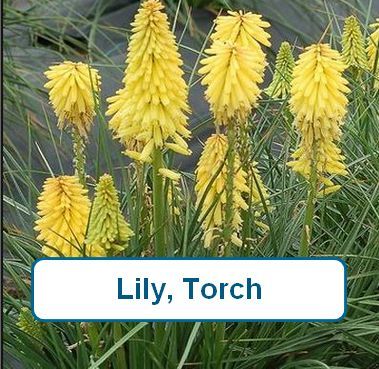 Lily, Torch