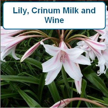 Lily, Crinum, Hybrid Milk and Wine