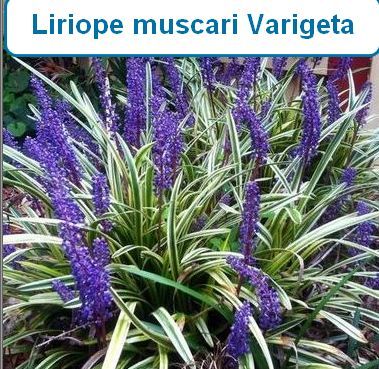 Liriope muscari Varigata