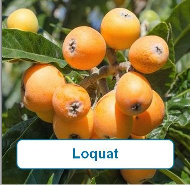 Loquat