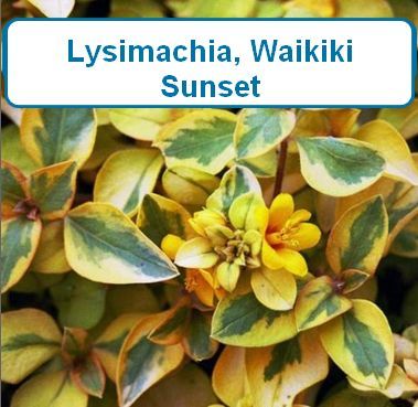 Lysimachia, Waikiki Sunset