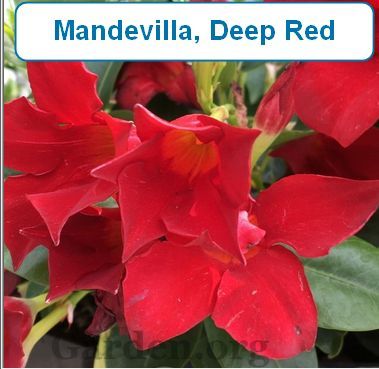Mandevilla, Red