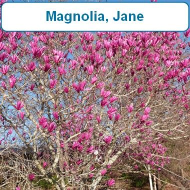 Magnolia, Jane
