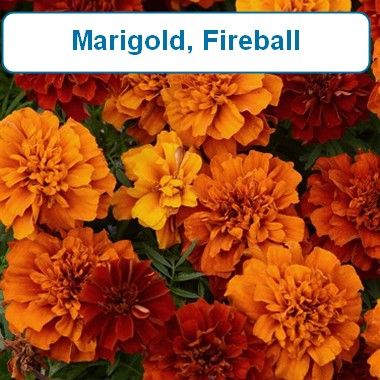 Marigold, Fireball