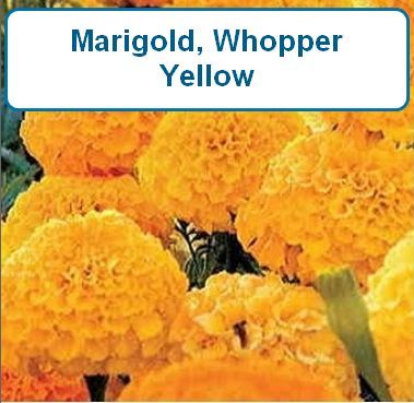Marigold, Whopper