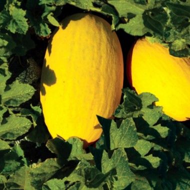 Melon, Canary Yellow