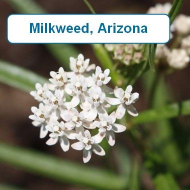 Milkweed, Arizona