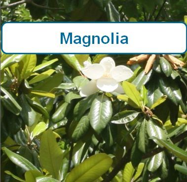 Magnolia, Southern