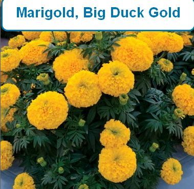 Marigold, Big Duck Gold