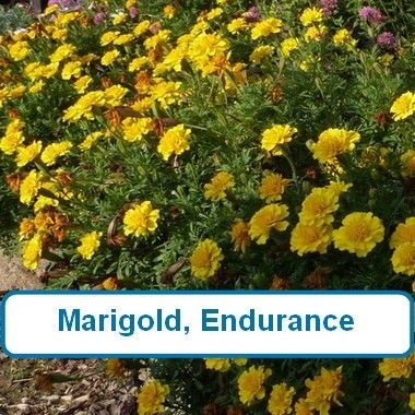 Marigold, Endurance