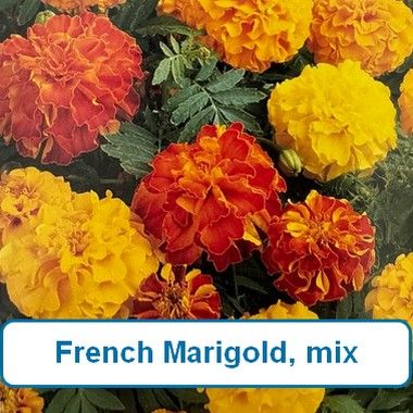 Marigold, French mix