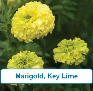 Marigold, Key Lime