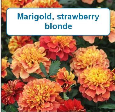Marigold, strawberry blonde