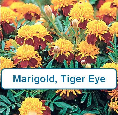 Marigold, Tiger Eye