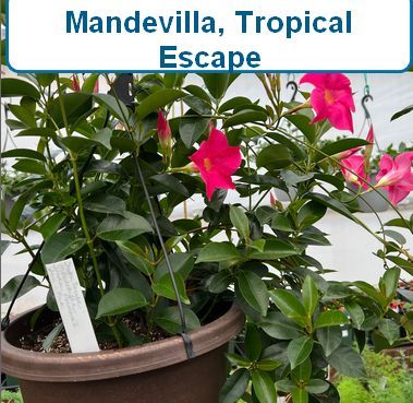 Mandevilla, Tropic Escape
